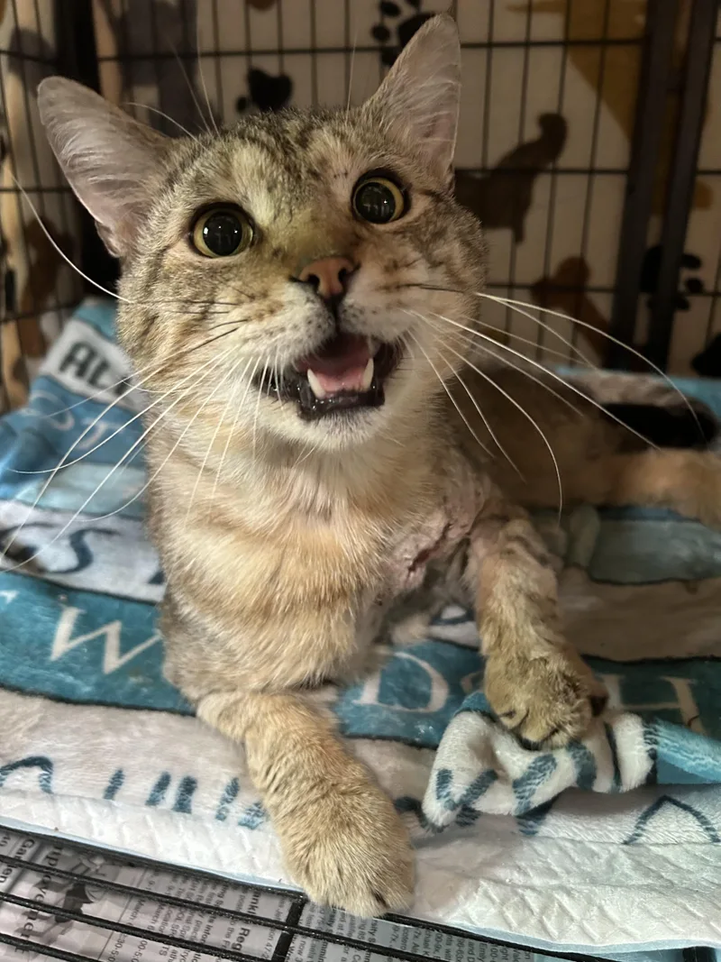 Mr. Tiggs thumbnail 2