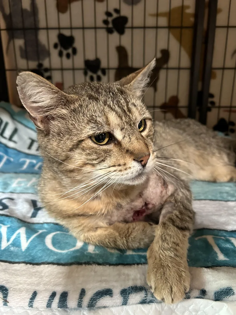 Mr. Tiggs thumbnail 3