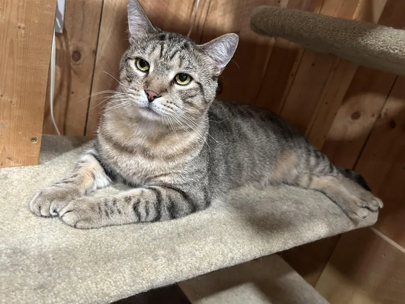 Mr. Tiggs thumbnail 4