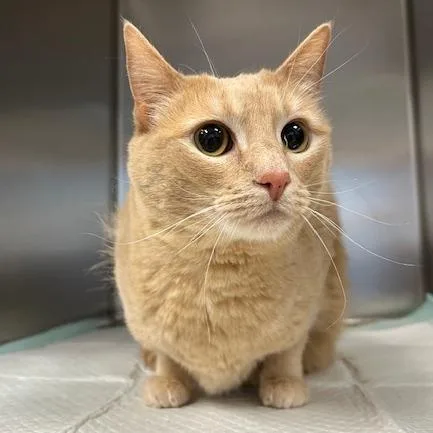 An adult large-sized female Buff / Tan / Fawn Domestic Short Hair cat named Honey for adoption in Durango, CO