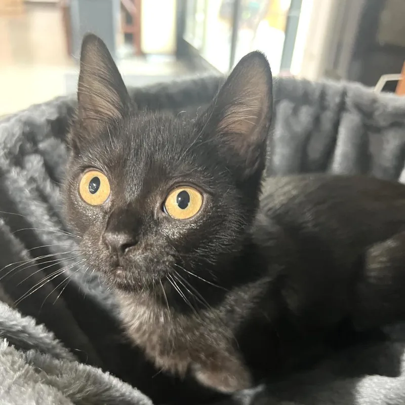 A baby small-sized female Domestic Short Hair cat named Sugar Lump for adoption in Morgan Hill, CA