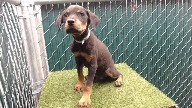 A baby medium-sized male Rottweiler dog named Adam for adoption in Downey, CA