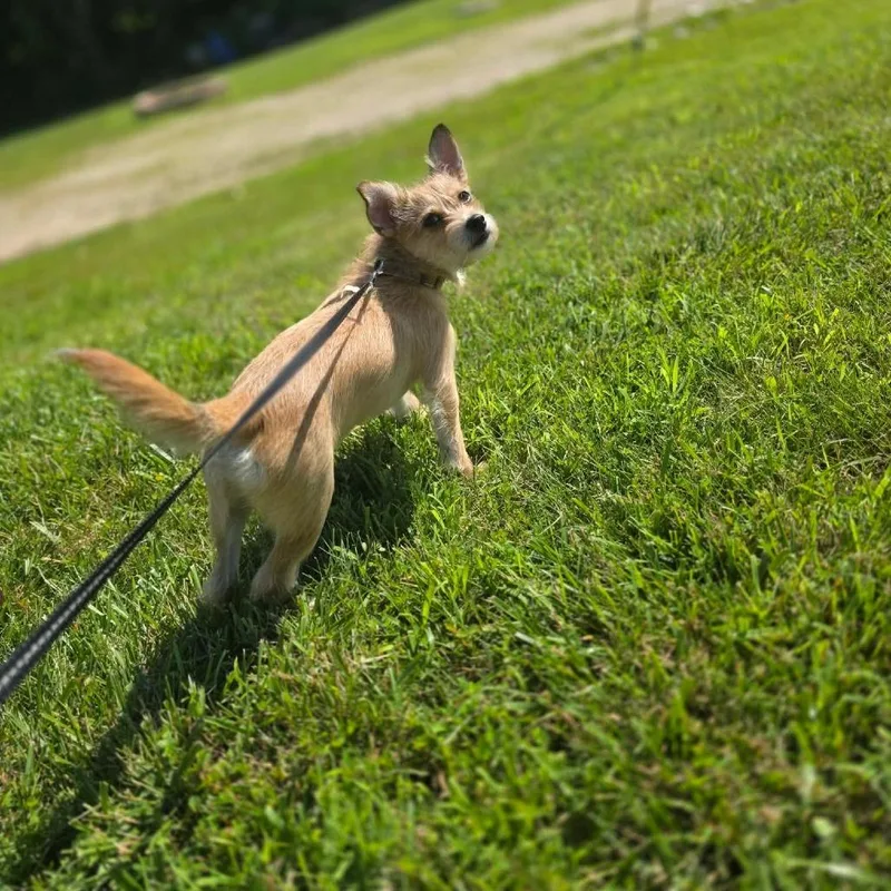 A baby small-sized male Yellow / Tan / Blond / Fawn Chihuahua dog named Chopper for adoption in Jackson, MO