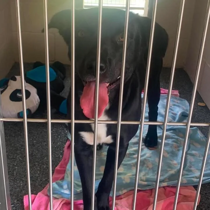 An adult large-sized male Black Labrador Retriever dog named Willy for adoption in Buchanan Dam, TX