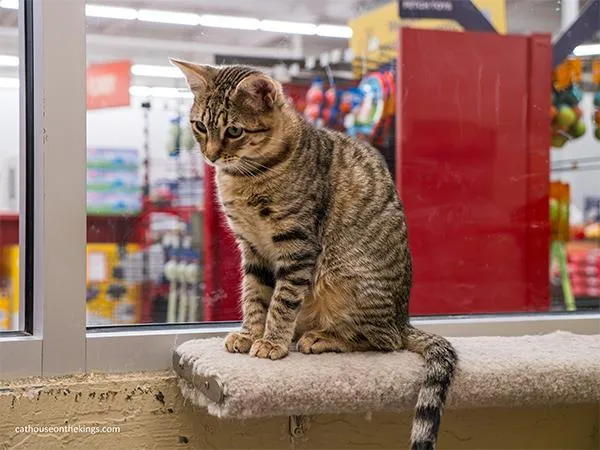 A young small-sized female Brown / Chocolate Tabby cat named Carmie for adoption in Parlier, CA