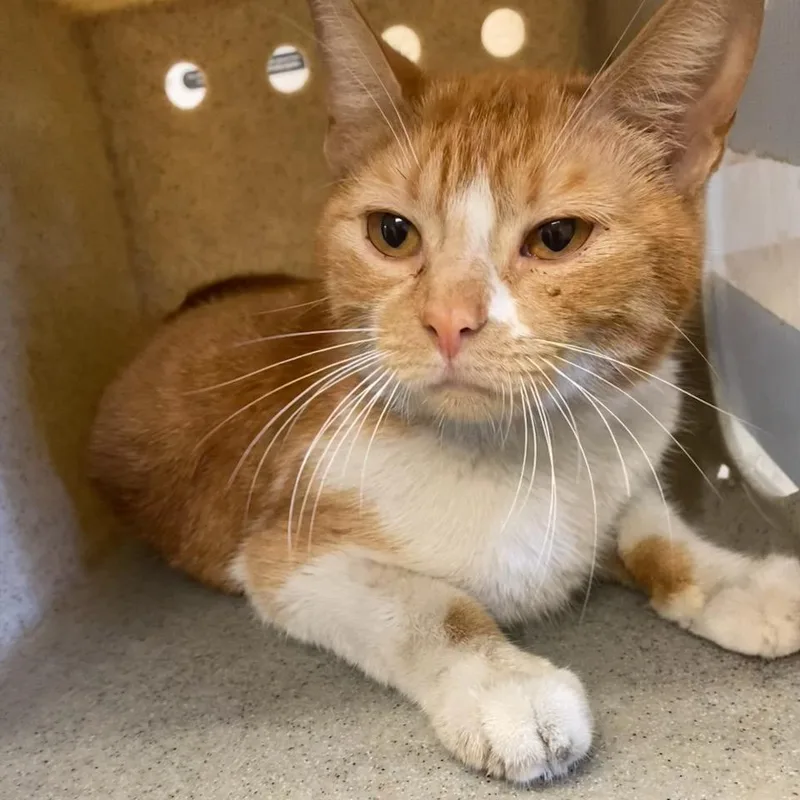 An adult medium-sized female Orange / Red Domestic Short Hair cat named Auburn for adoption in Memphis, TN