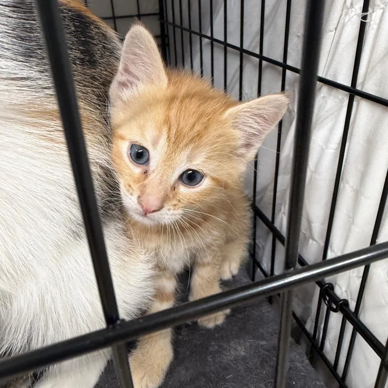 A baby small-sized male Orange / Red Domestic Short Hair cat named Wilbur for adoption in Gainesville, FL