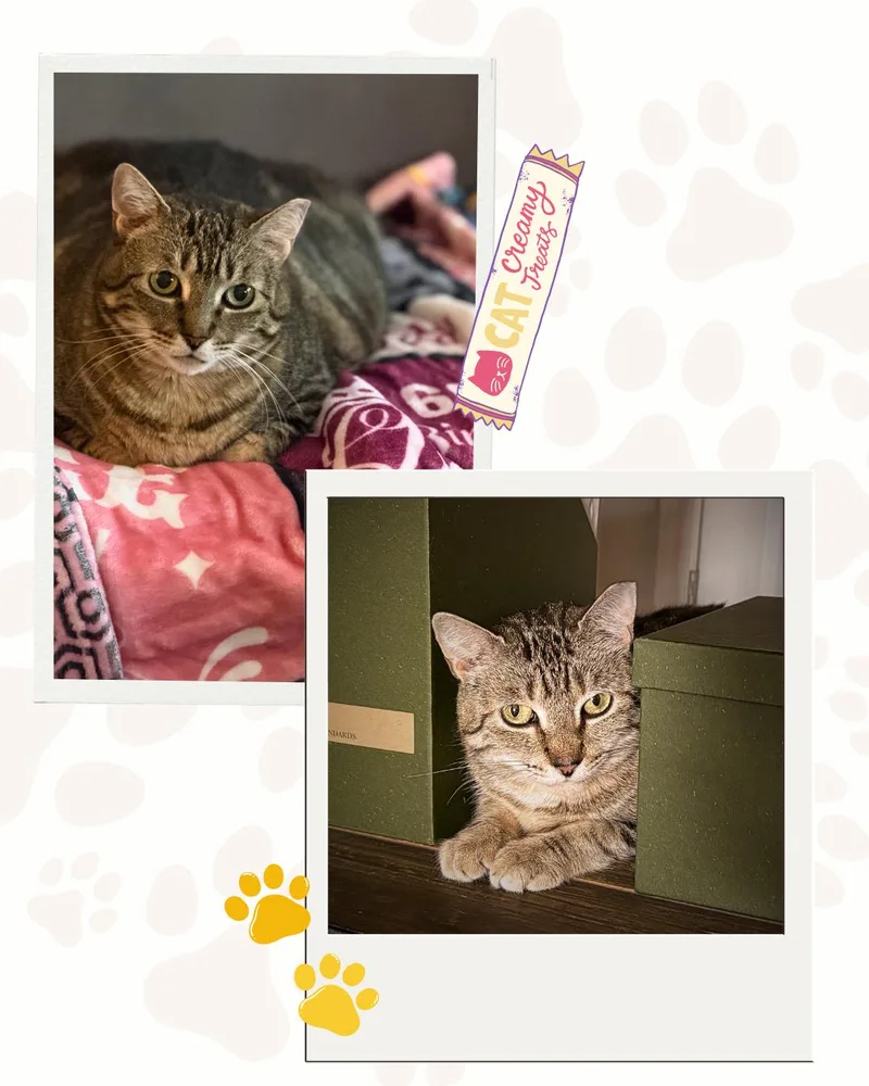 An adult medium-sized female Domestic Short Hair cat named Liesel for adoption in Jersey City, NJ