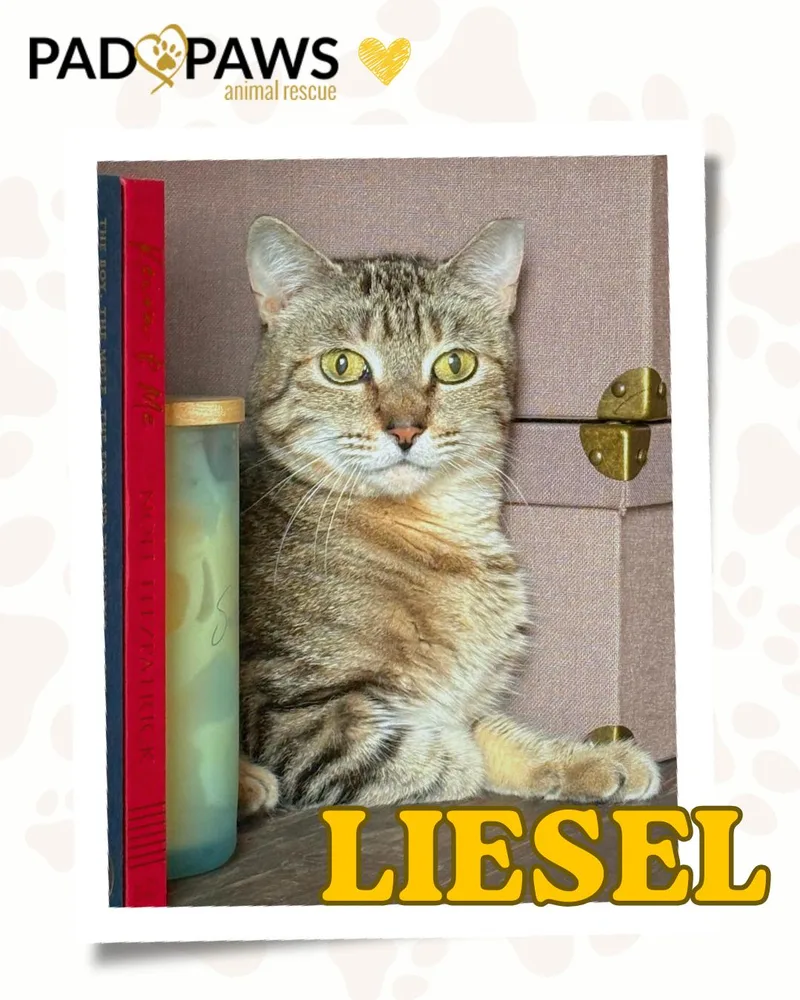 Liesel thumbnail 3