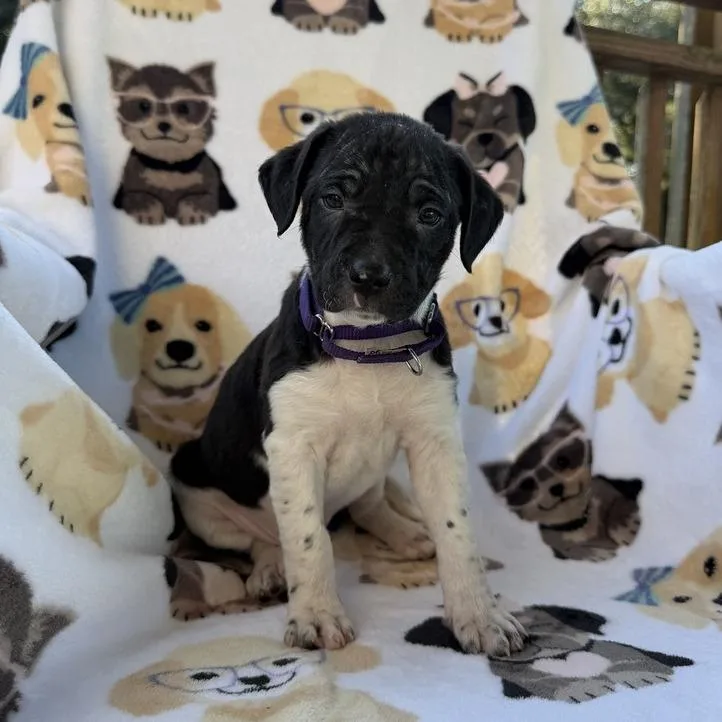 A baby small-sized female White / Cream Terrier dog named Shimano for adoption in Carencro, LA