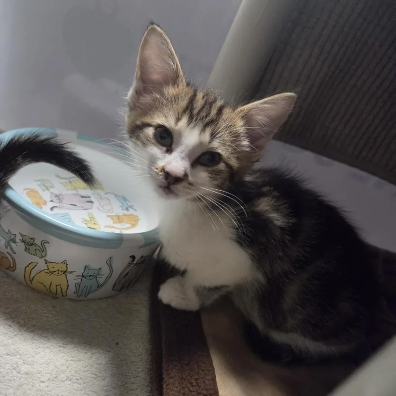A baby small-sized male Brown / Chocolate American Shorthair cat named Paulie for adoption in Grand Rapids, MI