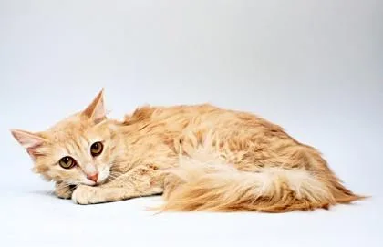 An adult small-sized female Domestic Short Hair cat named Rita for adoption in Morton Grove, IL