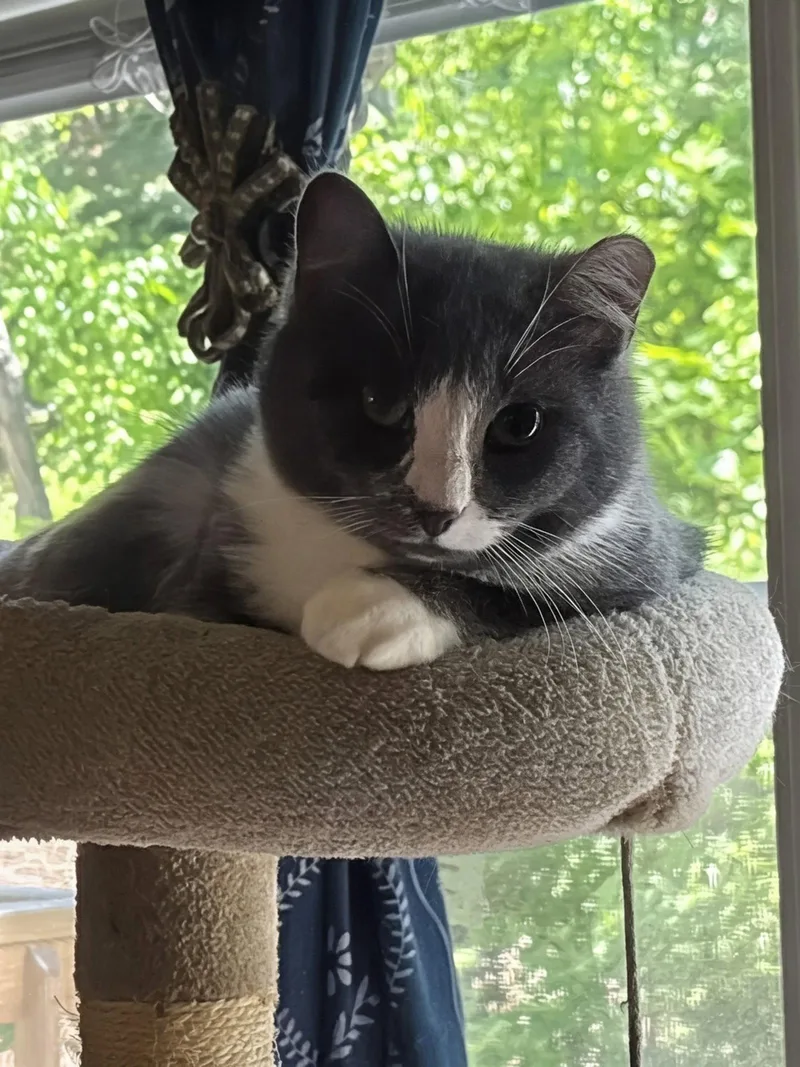 A young medium-sized female Gray & White Domestic Short Hair cat named Nova for adoption in Maggie Valley, NC