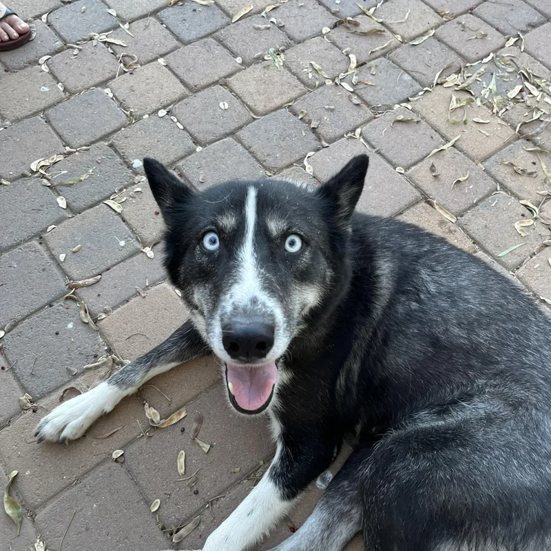 A young medium-sized female Husky dog named Leah for adoption in Gilbert, AZ