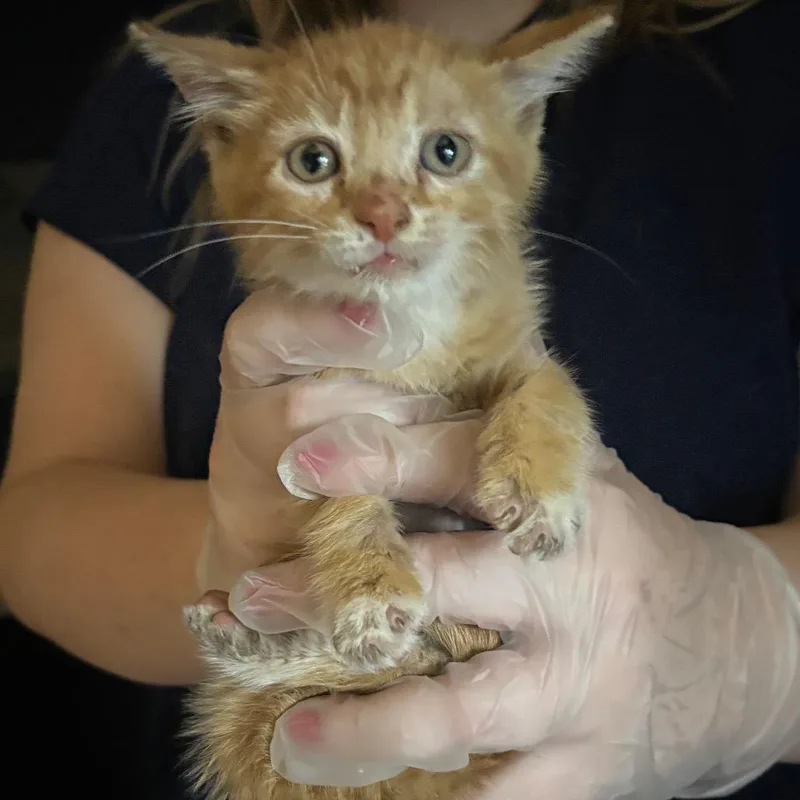 A baby small-sized male Orange / Red Domestic Short Hair cat named Flynn for adoption in Newark, NJ