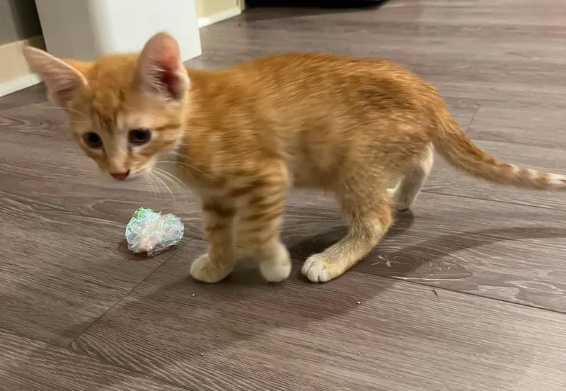 A baby small-sized male Domestic Short Hair cat named Ian for adoption in Fremont, NE