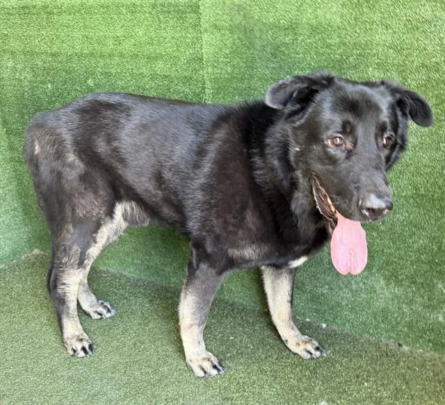 An adult extra large-sized male German Shepherd Dog dog named Rey Fenix for adoption in Lancaster, CA