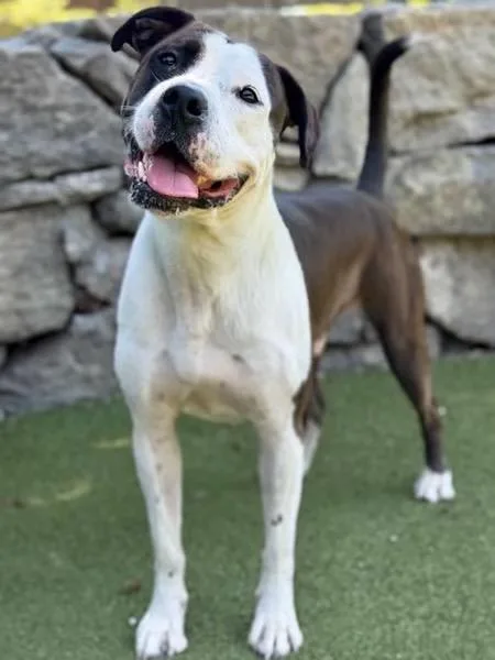 An adult large-sized male Pit Bull Terrier dog named Whiskey for adoption in Nutting Lake, MA