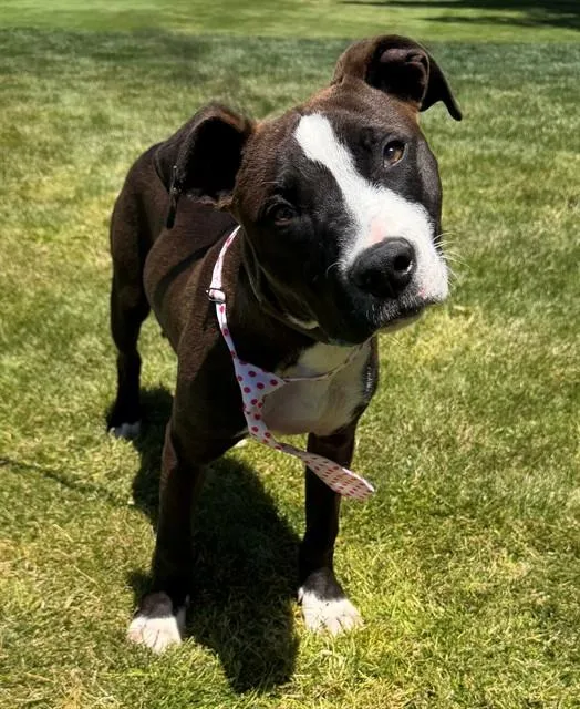 A young small-sized male Pit Bull Terrier dog named Noah for adoption in Lancaster, CA