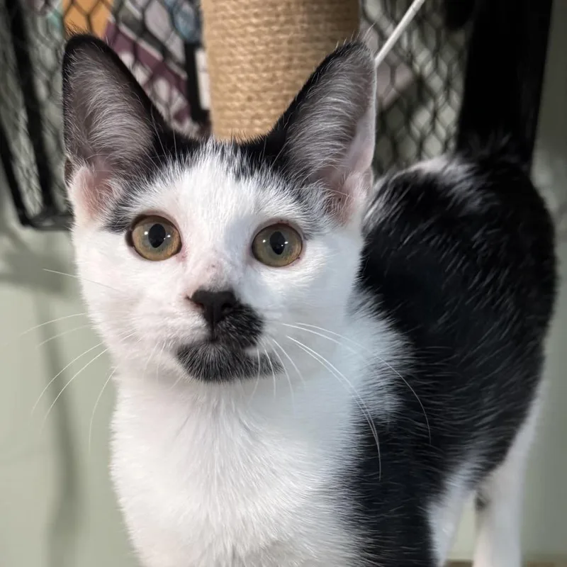 A baby small-sized female Black Domestic Short Hair cat named Charlotte for adoption in Goshen, IN