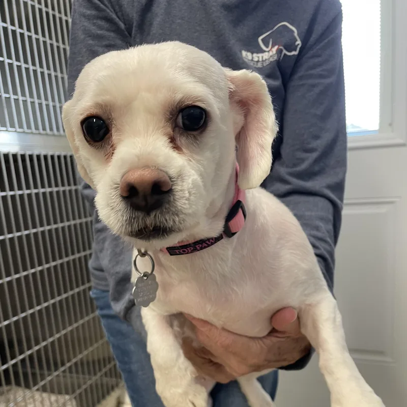 A young small-sized female Maltese dog named Lucita for adoption in Oxford, MI