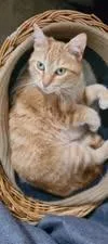 A young small-sized female Domestic Short Hair cat named Ginger for adoption in Kettering, OH