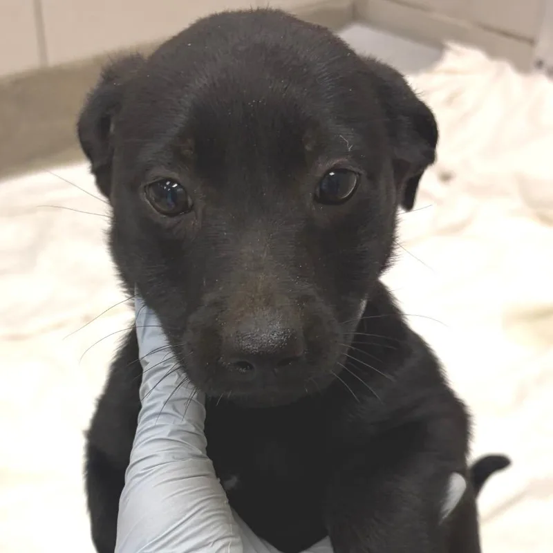 A baby small-sized female Black Terrier dog named Cadbury for adoption in Nashville, TN