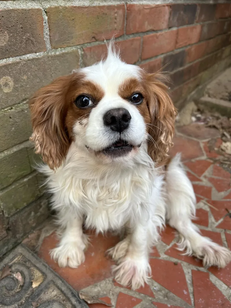 An adult small-sized male Cavalier King Charles Spaniel dog named Peter for adoption in Anniston, AL
