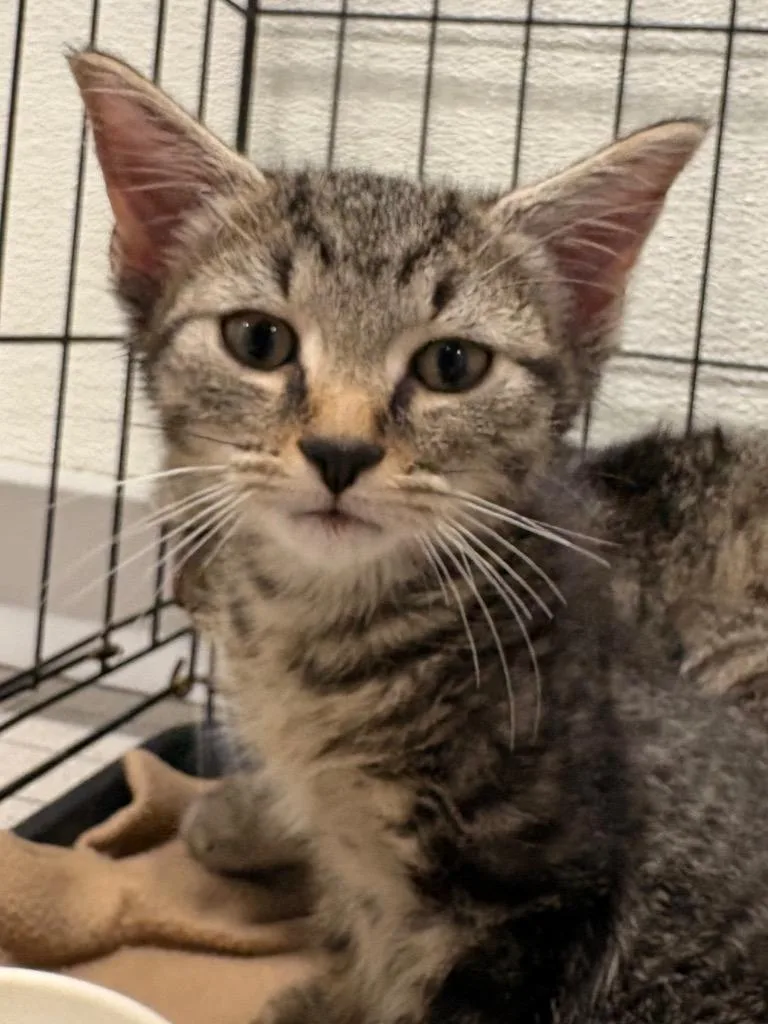 A baby medium-sized male Domestic Short Hair cat named Grasshopper for adoption in Fall River, MA