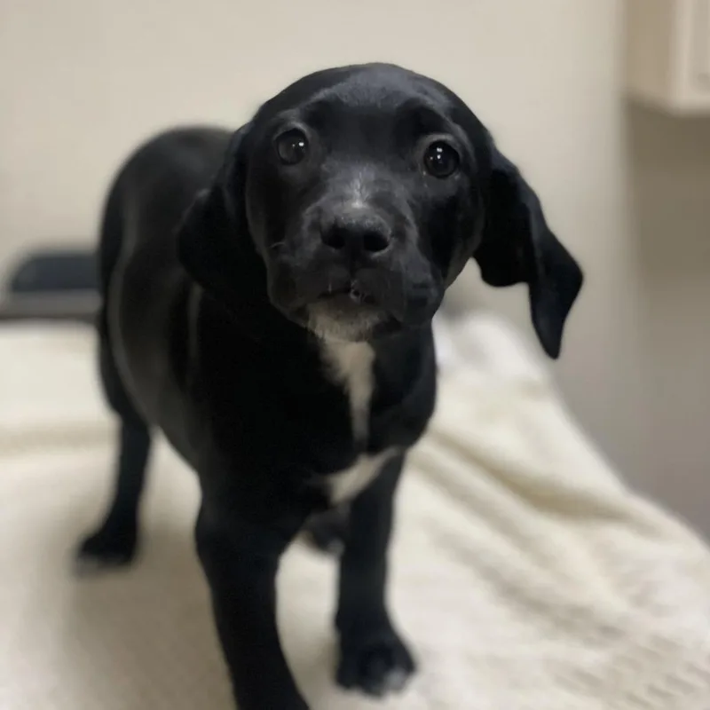 A baby small-sized female Black Pit Bull Terrier dog named Spooketti for adoption in Riverside, CA