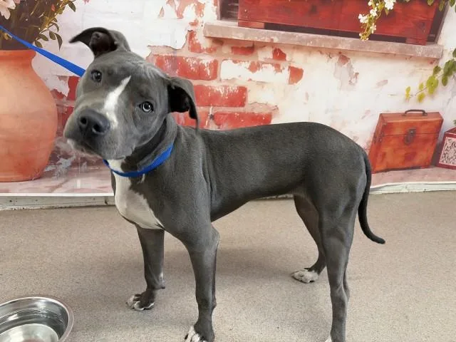 A young large-sized female Pit Bull Terrier dog named Bernardette for adoption in San Bernardino, CA