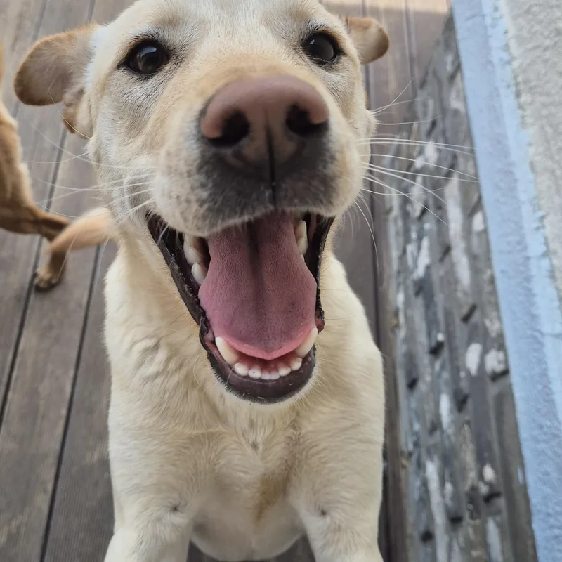 A young medium-sized male Jindo dog named Mario for adoption in Duluth, GA