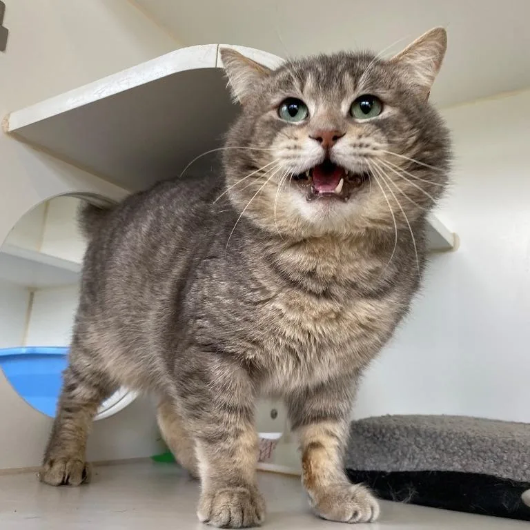 An adult large-sized male Gray / Blue / Silver Domestic Short Hair cat named Bonus for adoption in Newberg, OR