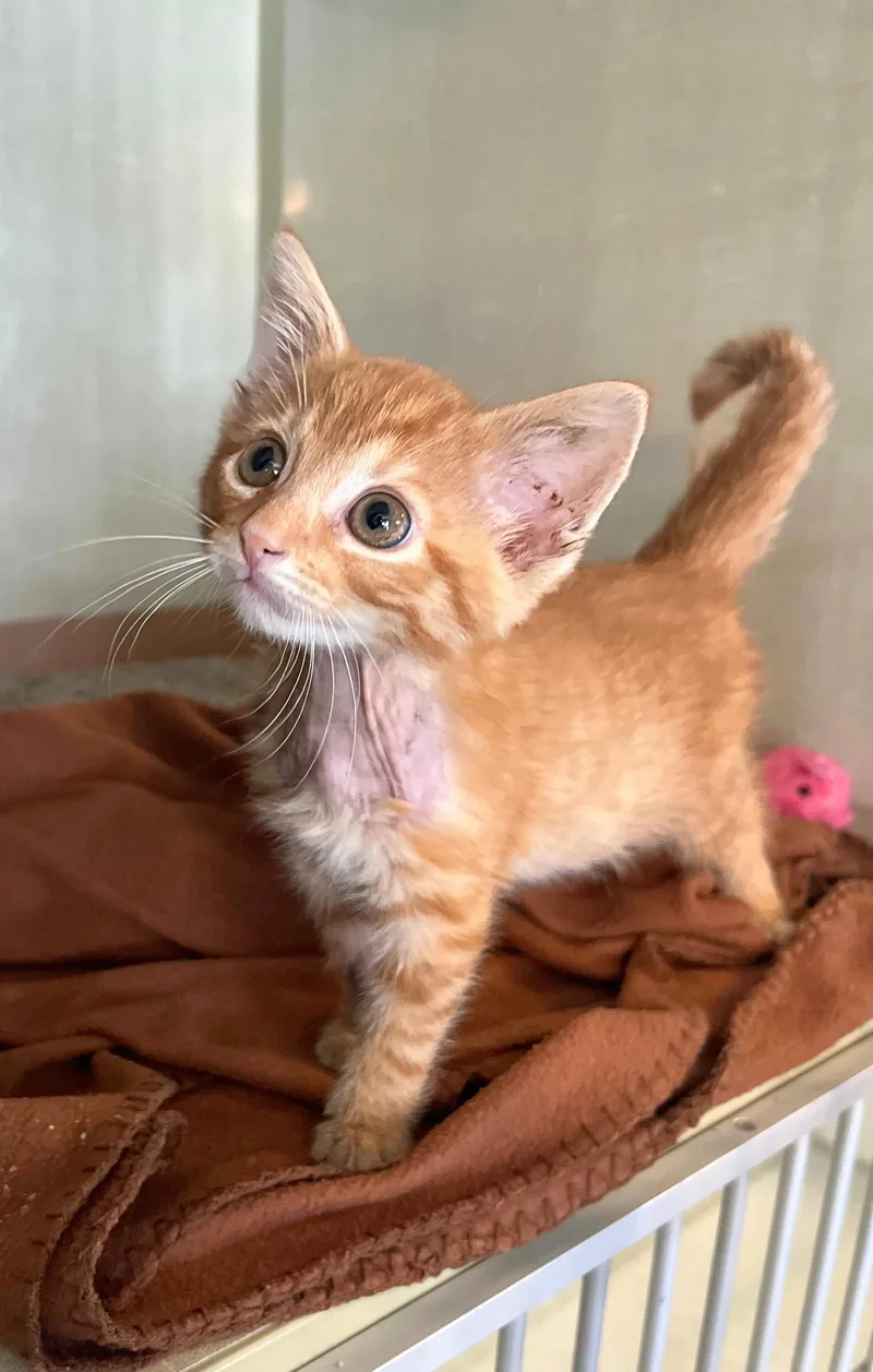 A baby medium-sized male Tabby (Orange / Red) Domestic Short Hair cat named Binx for adoption in Seville, OH