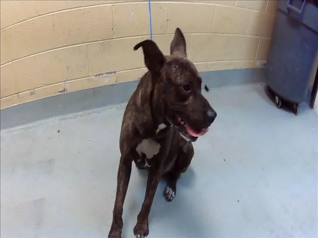 A young large-sized male Pit Bull Terrier dog named Stitch for adoption in Tulsa, OK