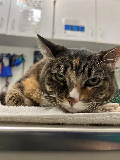A baby small-sized female Domestic Short Hair cat named Peaches for adoption in Seattle, WA