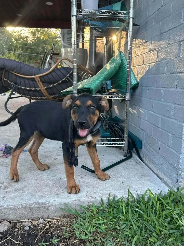A baby medium-sized female Miniature Pinscher dog named Fall Leaves Litter: Willow for adoption in Dallas, TX