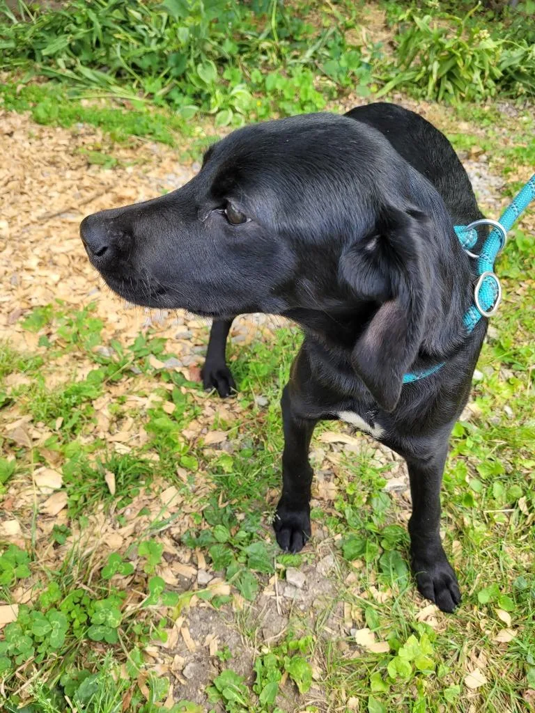 A young small-sized female Mixed Breed dog named River for adoption in Lawrenceburg, TN