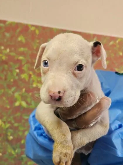 A young small-sized male American Staffordshire Terrier dog named Run for adoption in San Antonio, TX