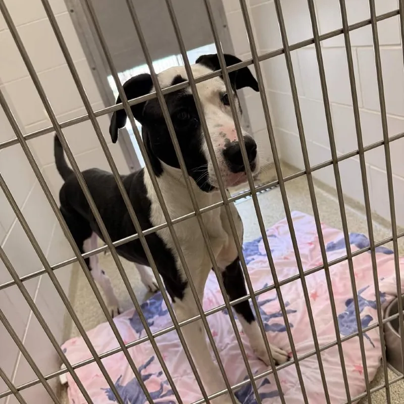 Goofy Boy thumbnail 2