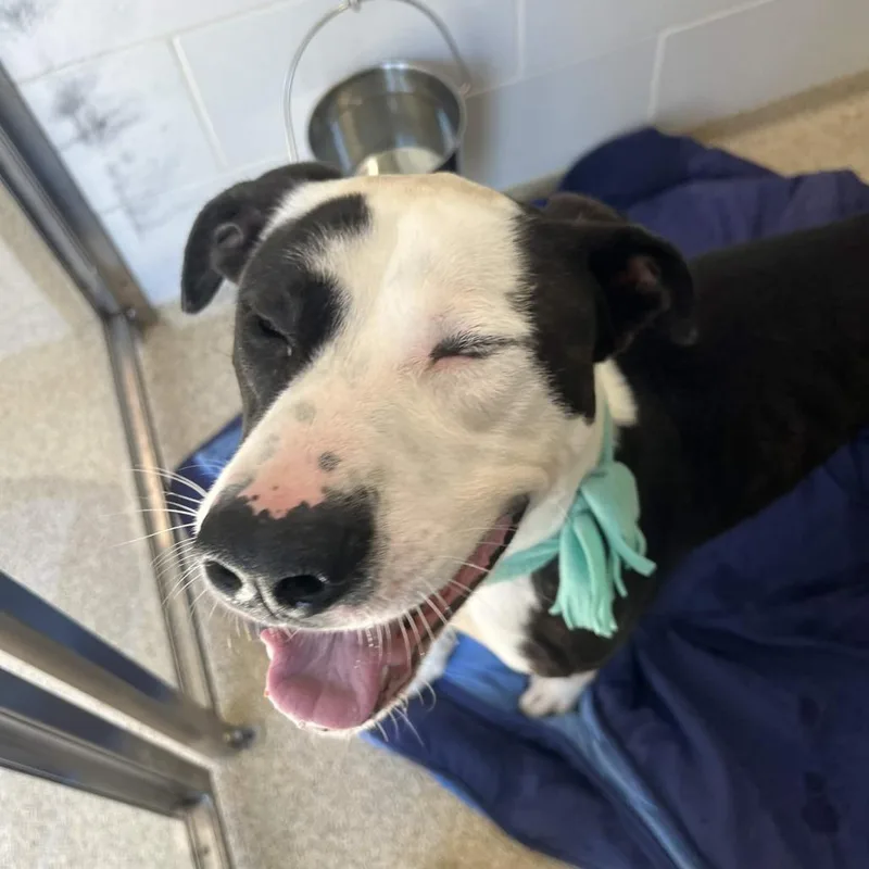 Goofy Boy thumbnail 3