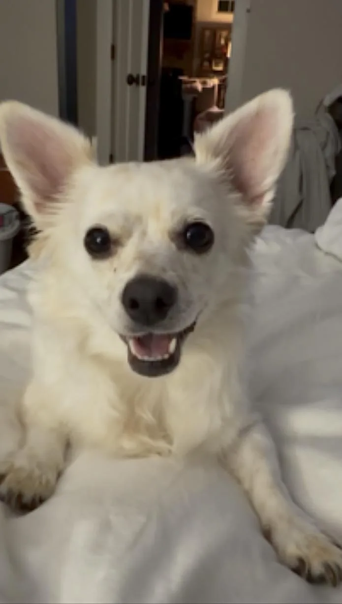 Pup Pup thumbnail 2