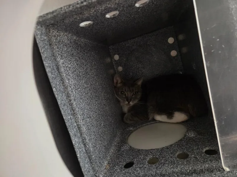 A young medium-sized male Domestic Short Hair cat named Smokey for adoption in Athens, TN