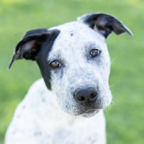 A baby medium-sized female Australian Cattle Dog / Blue Heeler dog named Fiona for adoption in Dublin, CA