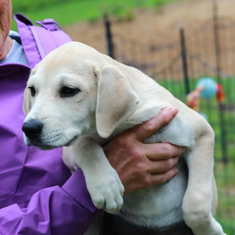 Ct Nala Avail May thumbnail 3