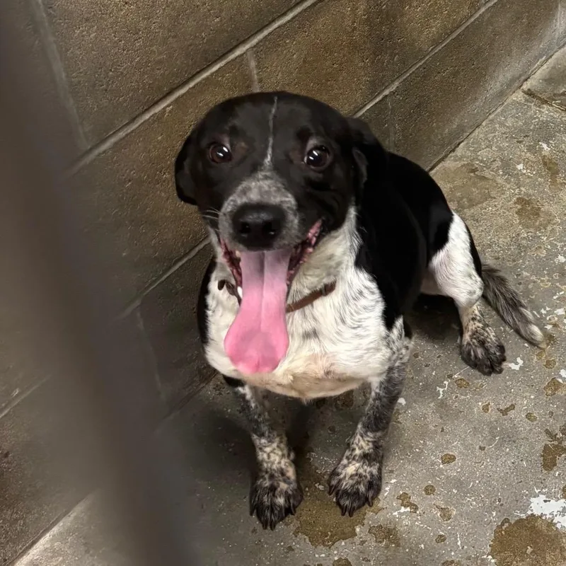 An adult medium-sized male Black Beagle dog named Axle for adoption in Brookfield, MO