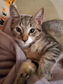 A baby medium-sized male Tabby (Tiger Striped) Domestic Short Hair cat named Socks for adoption in Philadelphia, PA