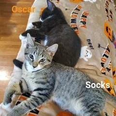 Socks thumbnail 3
