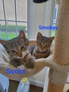 Socks thumbnail 4