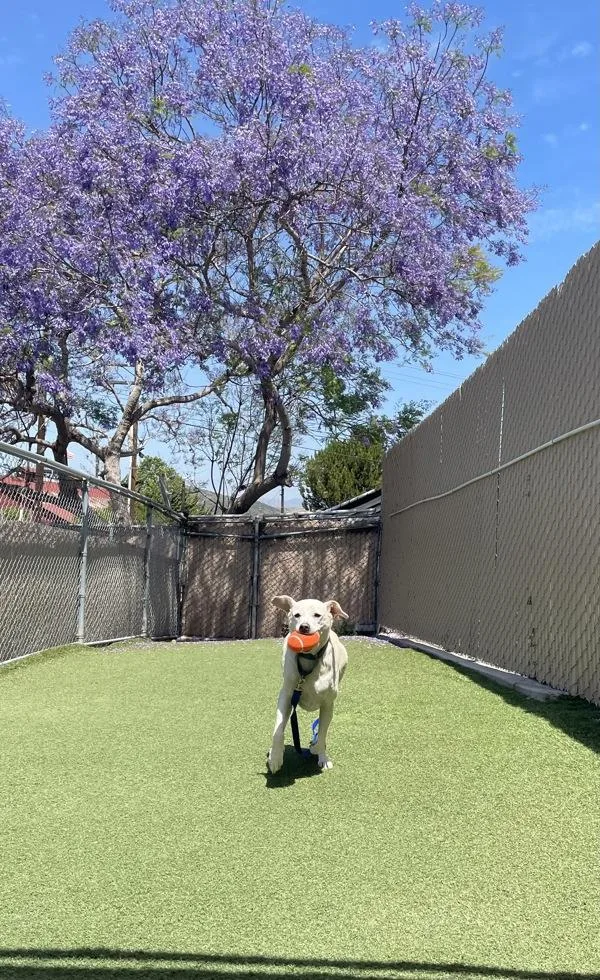 An adult large-sized male Labrador Retriever dog named Cozmo for adoption in Oceanside, CA